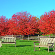 FALL COLORS IN PENNSYLVANIA