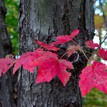 FALL COLORS IN PENNSYLVANIA