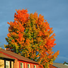 FALL COLORS IN PENNSYLVANIA