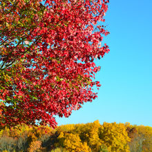 FALL COLORS IN PENNSYLVANIA