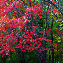 FALL COLORS IN PENNSYLVANIA