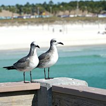 CHRISTMAS TIME IN PANAMA CITY BEACH, FLORIDA