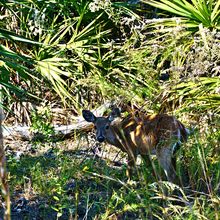 ST ANDREWS STATE PARK, FLORIDA