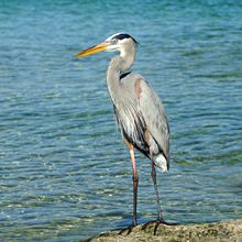 ST ANDREWS STATE PARK, FLORIDA