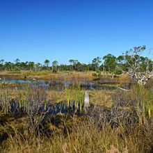 ST ANDREWS STATE PARK, FLORIDA