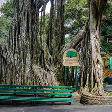 OCHO RIOS, JAMAICA