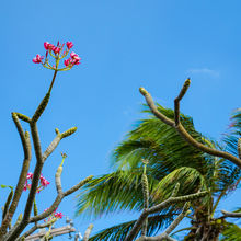 GRAND CAYMAN, THE CAYMAN ISLANDS