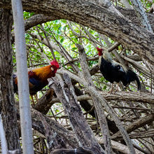 GRAND CAYMAN, THE CAYMAN ISLANDS