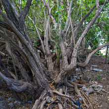 GRAND CAYMAN, THE CAYMAN ISLANDS