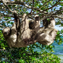 ROATAN, HONDURAS