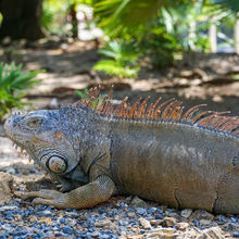 ROATAN, HONDURAS