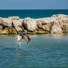 BELIZE & HARVEST CAYE