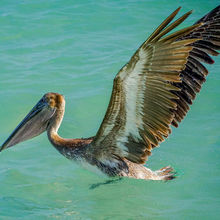 BELIZE & HARVEST CAYE