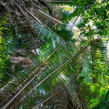 BELIZE & HARVEST CAYE