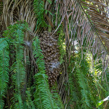 BELIZE & HARVEST CAYE