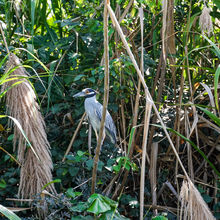 BELIZE & HARVEST CAYE