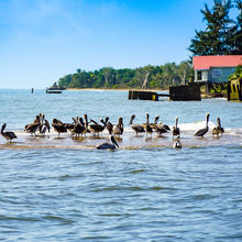 BELIZE & HARVEST CAYE