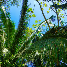 BELIZE & HARVEST CAYE