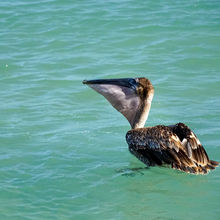 BELIZE & HARVEST CAYE