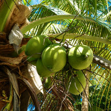 BELIZE & HARVEST CAYE