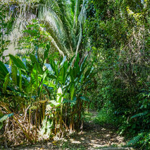 BELIZE & HARVEST CAYE