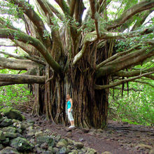 MAUI, HAWAII