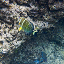 SNORKELING IN HAWAII