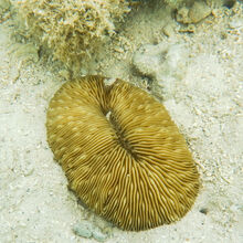 SNORKELING IN HAWAII