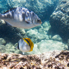 SNORKELING IN HAWAII