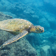 SNORKELING IN HAWAII