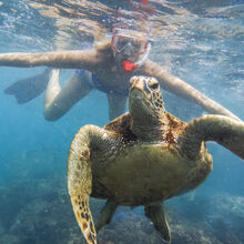 SNORKELING IN HAWAII