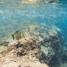 SNORKELING IN HAWAII