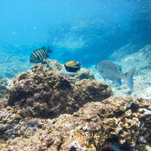 SNORKELING IN HAWAII