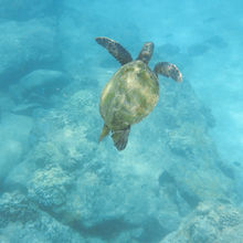 SNORKELING IN HAWAII