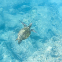 SNORKELING IN HAWAII