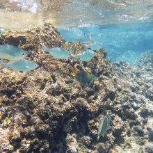 SNORKELING IN HAWAII