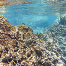 SNORKELING IN HAWAII