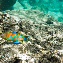 SNORKELING IN HAWAII