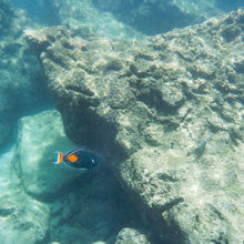 SNORKELING IN HAWAII