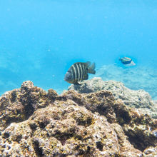 SNORKELING IN HAWAII