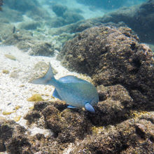 SNORKELING IN HAWAII