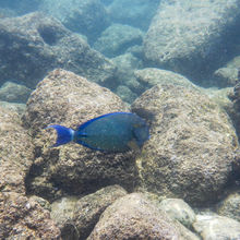 SNORKELING IN HAWAII