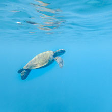 SNORKELING IN HAWAII