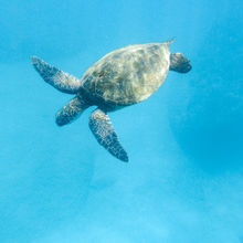 SNORKELING IN HAWAII