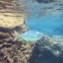 SNORKELING IN HAWAII