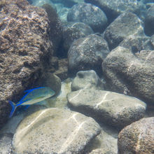 SNORKELING IN HAWAII