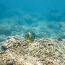 SNORKELING IN HAWAII