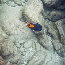 SNORKELING IN HAWAII