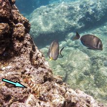 SNORKELING IN HAWAII