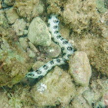 SNORKELING IN HAWAII